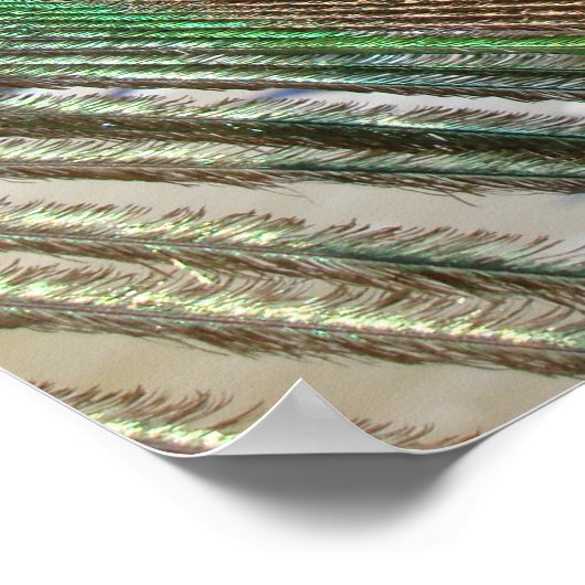 peacock feather poster (Ecke)