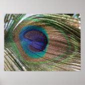 peacock feather poster (Vorne)