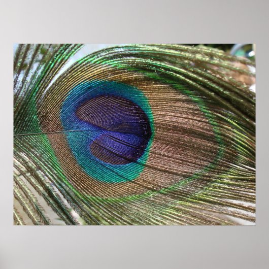 peacock feather poster (Vorne)