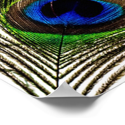 Peacock Feather Poster (Ecke)