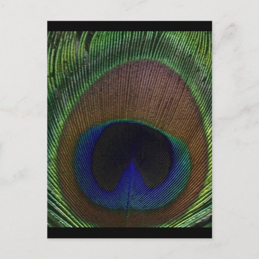 Peacock Feather Postkarte (Vorderseite)