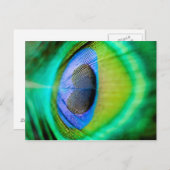 Peacock Feather Postkarte (Vorne/Hinten)