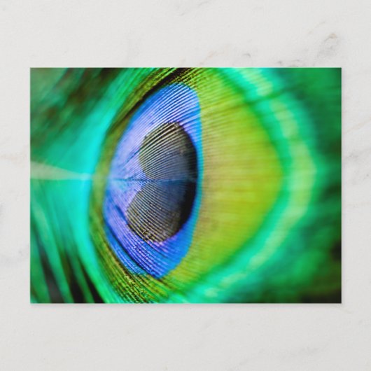 Peacock Feather Postkarte (Vorderseite)