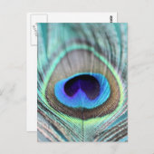 Peacock Feather Postkarte (Vorne/Hinten)