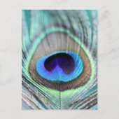Peacock Feather Postkarte (Vorderseite)