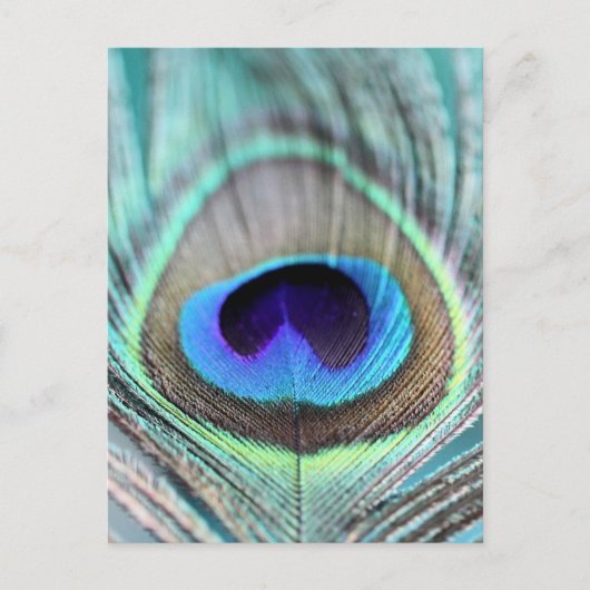 Peacock Feather Postkarte (Vorderseite)