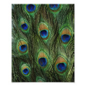 Peacock Feather Print Fotodruck (Vorne)