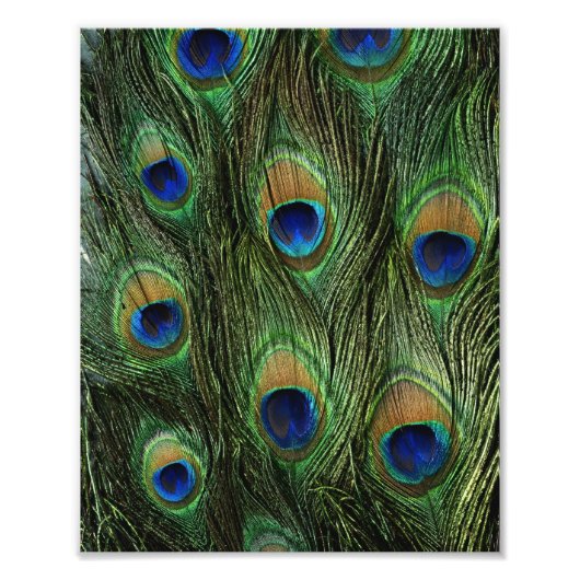 Peacock Feather Print Fotodruck (Vorne)