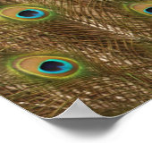 Peacock Feather Print Poster (Ecke)