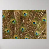 Peacock Feather Print Poster (Vorne)