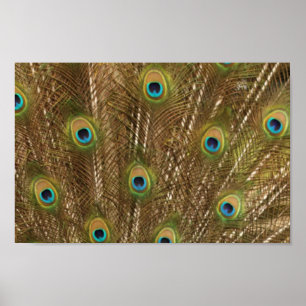 Peacock Feather Print Poster
