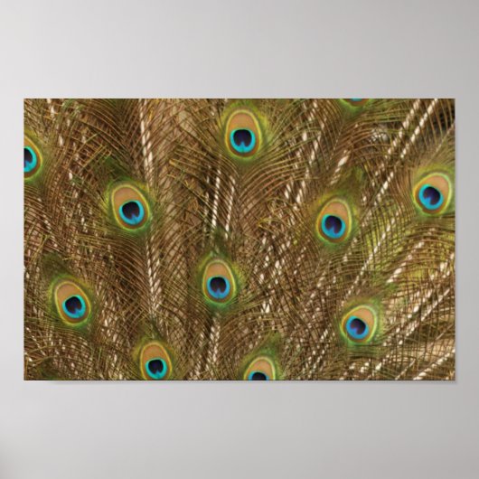 Peacock Feather Print Poster (Vorne)