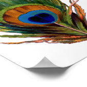 Peacock Feather Print Poster (Ecke)
