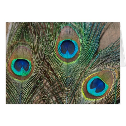 Peacock Feather Wedding (Vorderseite (Horizontal))
