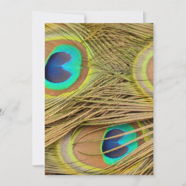 Peacock Feathers (Vorderseite)