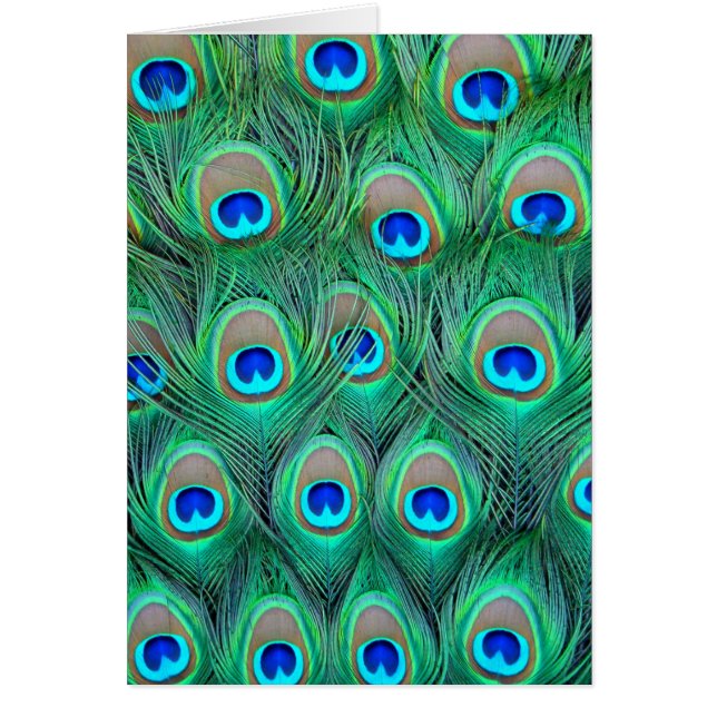 Peacock Feathers (Vorne)