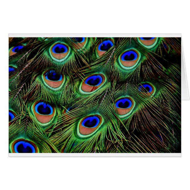 Peacock Feathers (Vorderseite (Horizontal))
