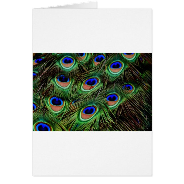 Peacock Feathers (Vorne)