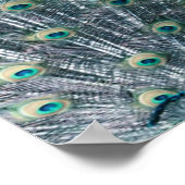 Peacock Feathers Canvas Print Poster (Ecke)
