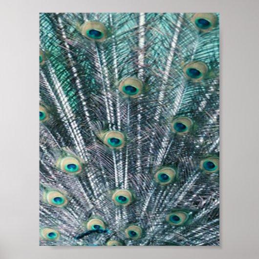 Peacock Feathers Canvas Print Poster (Vorne)