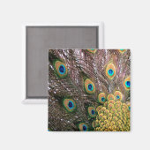 Peacock Feathers Emerald Green und Gold Magnet (Vorderseite/Rückseite)