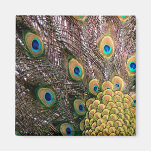 Peacock Feathers Emerald Green und Gold Magnet