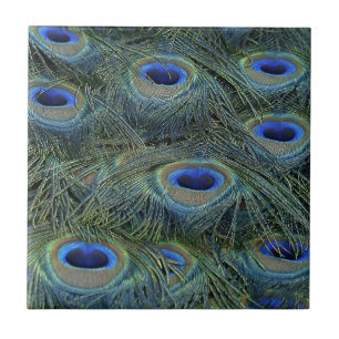 Peacock Feathers Fliese