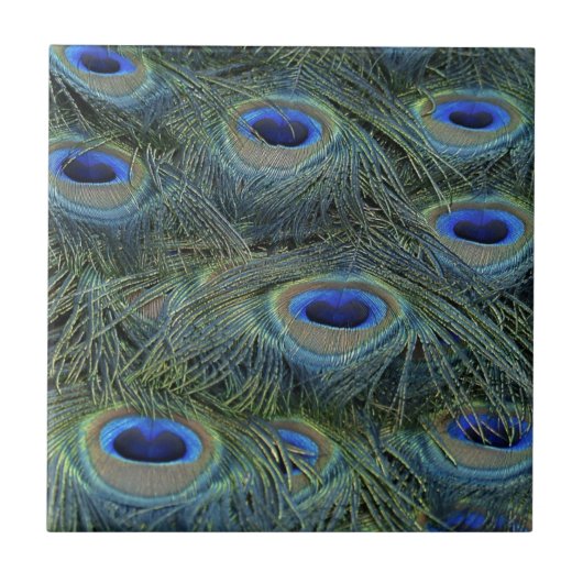 Peacock Feathers Fliese (Vorderseite)