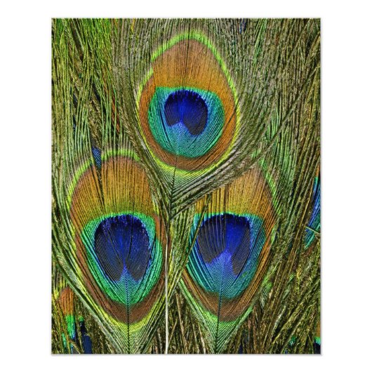 Peacock Feathers Fotodruck (Vorne)