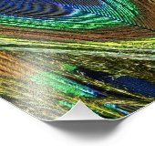 Peacock Feathers Fotodruck (Ecke)