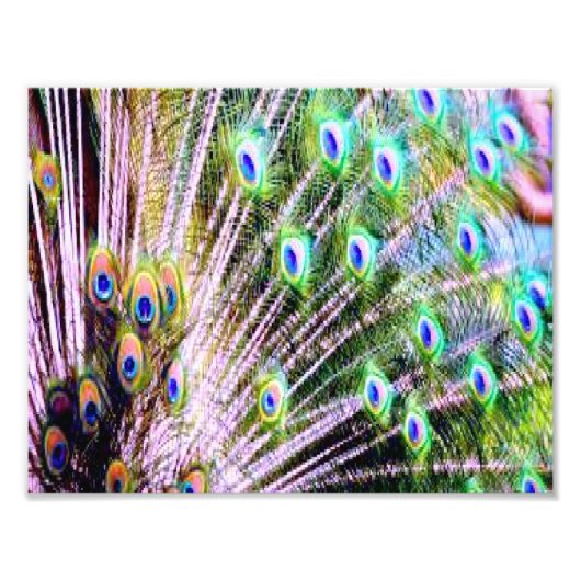 Peacock Feathers Fotodruck (Vorne)