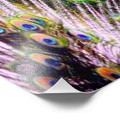 Peacock Feathers Fotodruck (Ecke)