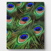 Peacock Feathers Fotoplatte (Vorderseite)