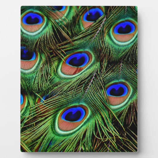 Peacock Feathers Fotoplatte (Vorderseite)