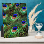 Peacock Feathers Fotoplatte (Seite)