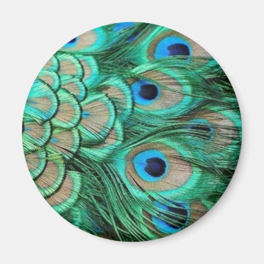 PEACOCK FEATHERS MAGNET (Vorne)