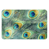 PEACOCK FEATHERS Magnet (Horizontal)