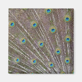 Peacock Feathers Magnet (Vorne)
