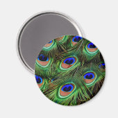 Peacock Feathers Magnet (Vorderseite/Rückseite)