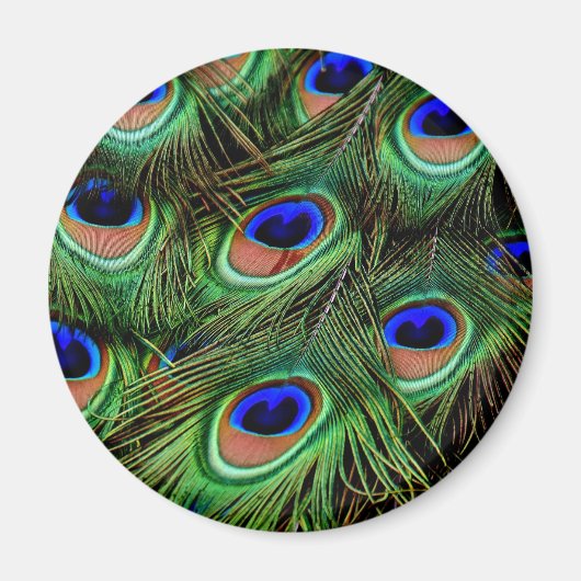 Peacock Feathers Magnet (Vorne)