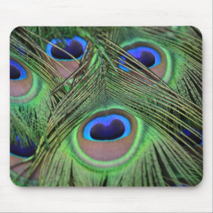 Peacock Feathers Mousepad