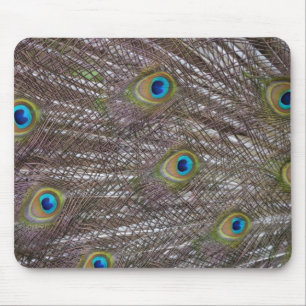 Peacock Feathers Mousepad