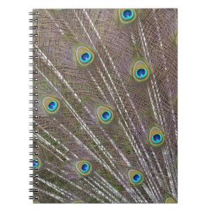 Peacock Feathers Notizblock