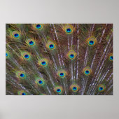Peacock Feathers Poster (Vorne)