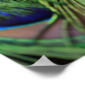 Peacock Feathers Poster (Ecke)