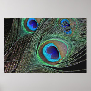 Peacock Feathers Poster -36x24 -kleinere erhältlic