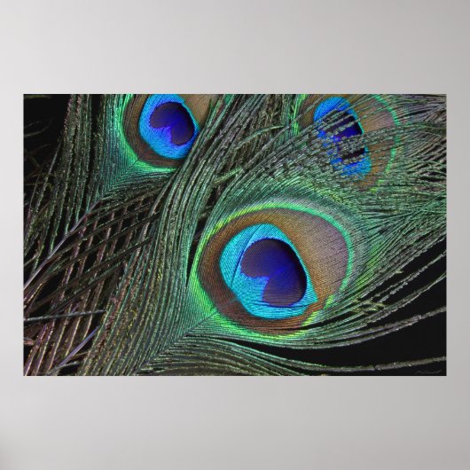 Peacock Feathers Poster -36x24 -kleinere erhältlic (Vorne)
