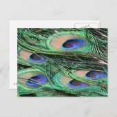Peacock Feathers Postkarte (Vorne/Hinten)