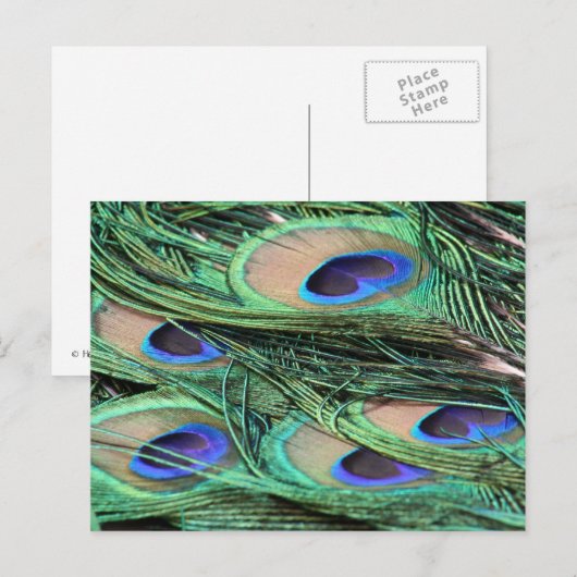 Peacock Feathers Postkarte (Vorne/Hinten)