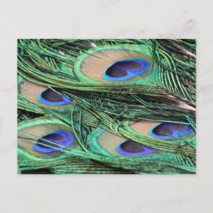 Peacock Feathers Postkarte